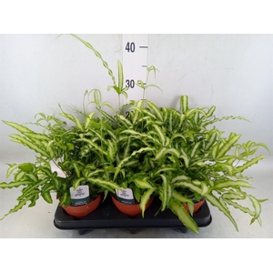 Pteris cretica 'Albolineata'