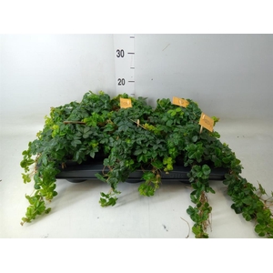 Parthenocissus inserta