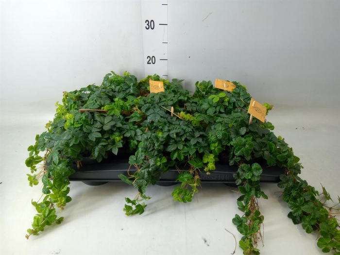 <h4>Parthenocissus inserta</h4>