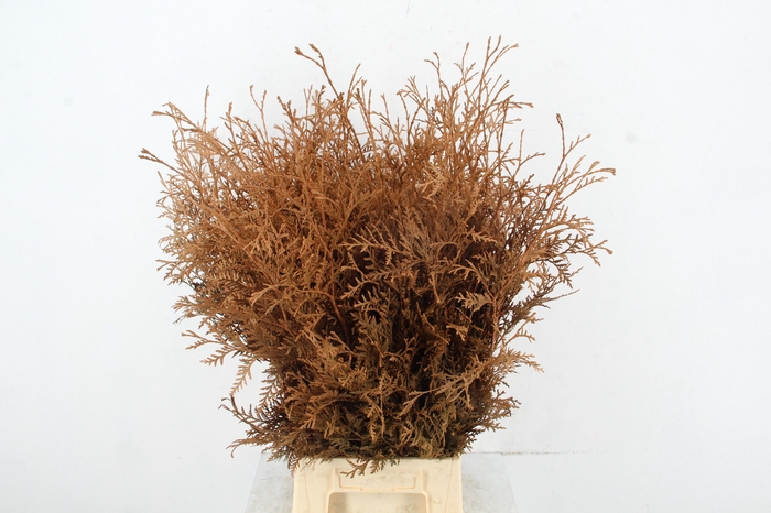 <h4>Coniferen Caramel Per Bunch</h4>