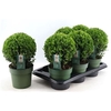 Ilex Crenata Jenny
