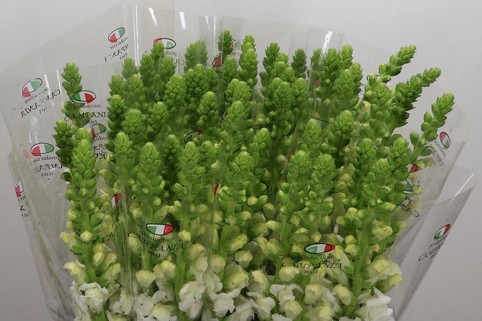 <h4>Antir It White</h4>