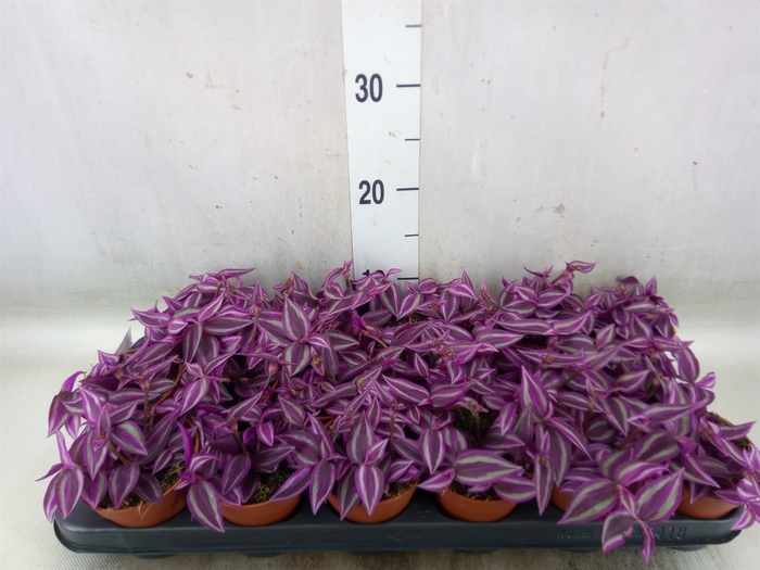 <h4>Tradescantia zebr. 'Pink Paradise'</h4>