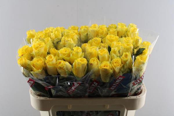 <h4>R Gr Good Times L70</h4>