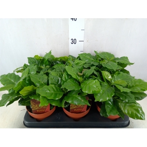 Coffea arabica