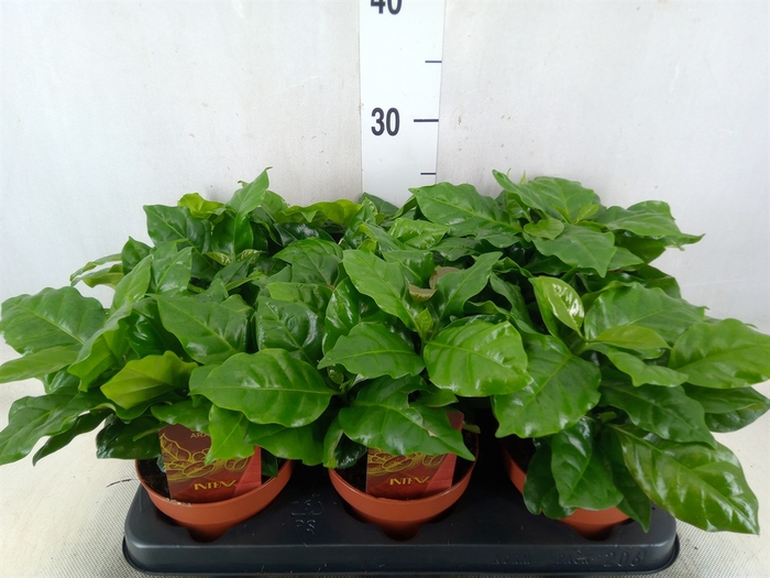 <h4>Coffea arabica</h4>