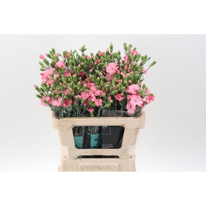 Di Te Solomio Rose