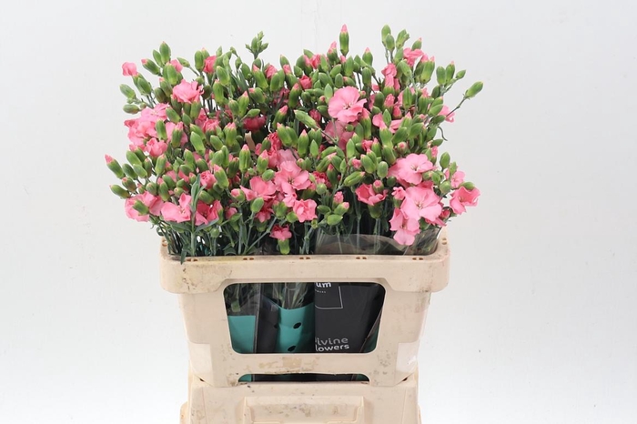 <h4>Di Te Solomio Rose</h4>