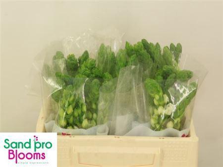 <h4>Ornithogalum Thy Milky Way White</h4>