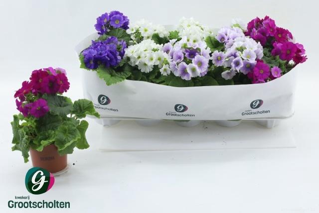 <h4>PRIM OB SWEETK A GEM</h4>