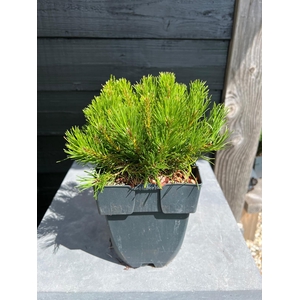 Pinus mugo 'Mughus' P17