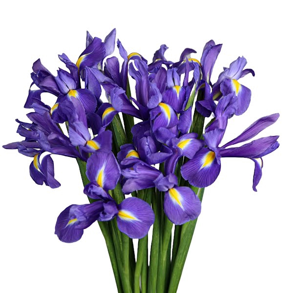 <h4>Iris Blue Magic</h4>