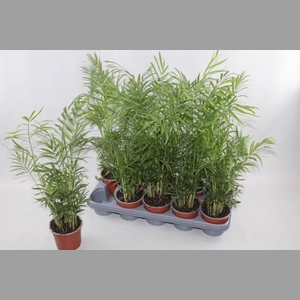 CHAMAED ELEGANS