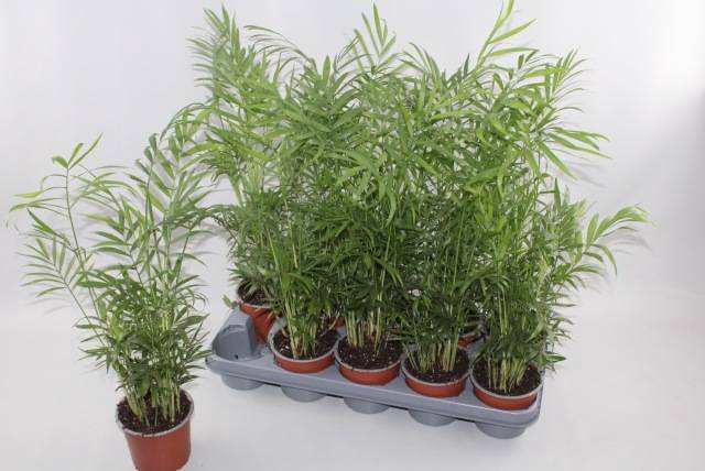 <h4>CHAMAED ELEGANS</h4>