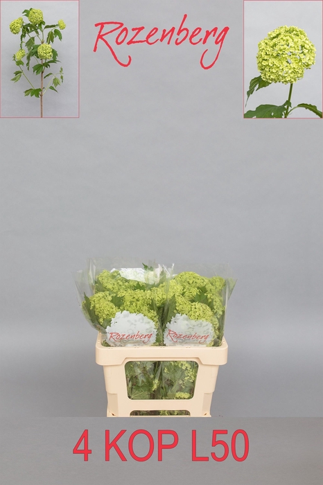 <h4>VIBURNUM ROSEUM ST</h4>