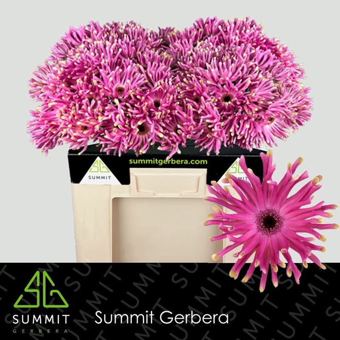 <h4>Gerbera Pastini Vittoria Water</h4>