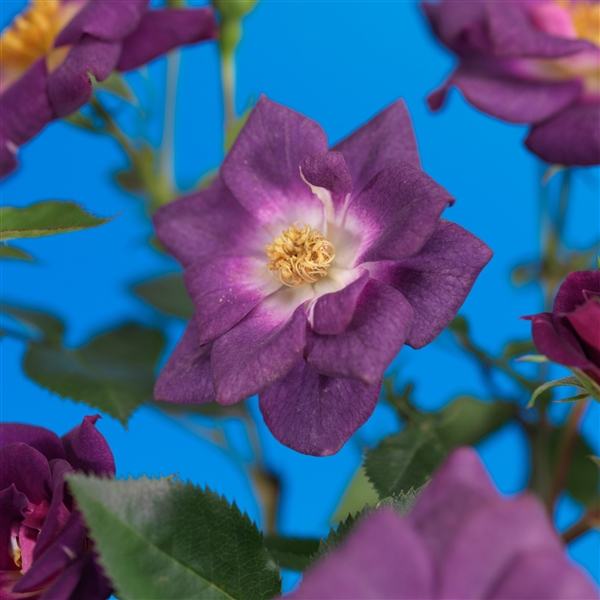 <h4>Rosa 'Veilchenblau' +light label</h4>