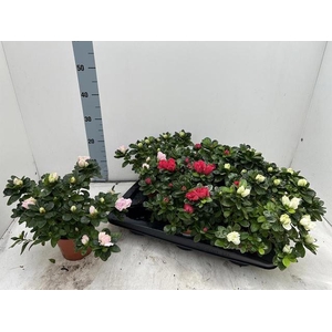 RHODO SI VOGEL GEM