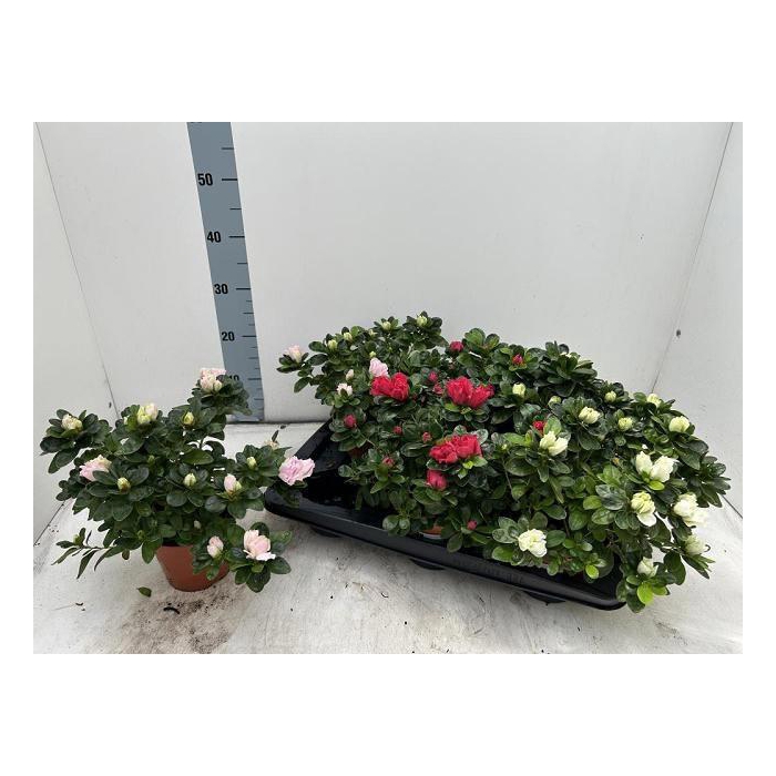 <h4>RHODO SI VOGEL GEM</h4>