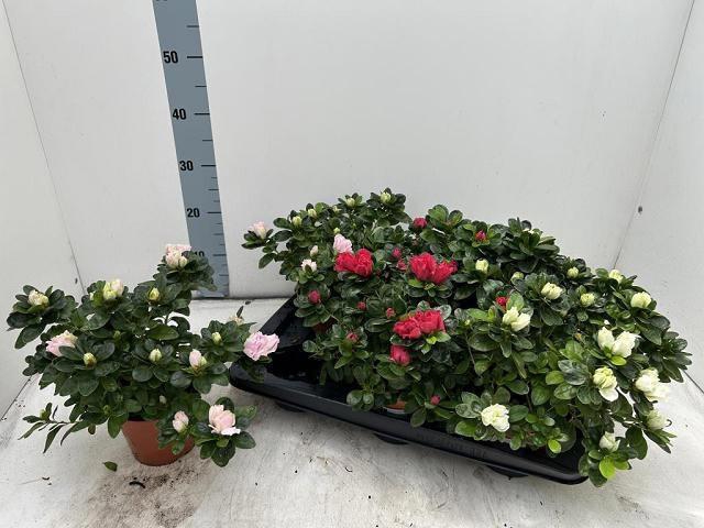 <h4>RHODO SI VOGEL GEM</h4>