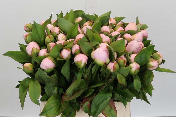 <h4>Paeonia Pink Vanguard</h4>