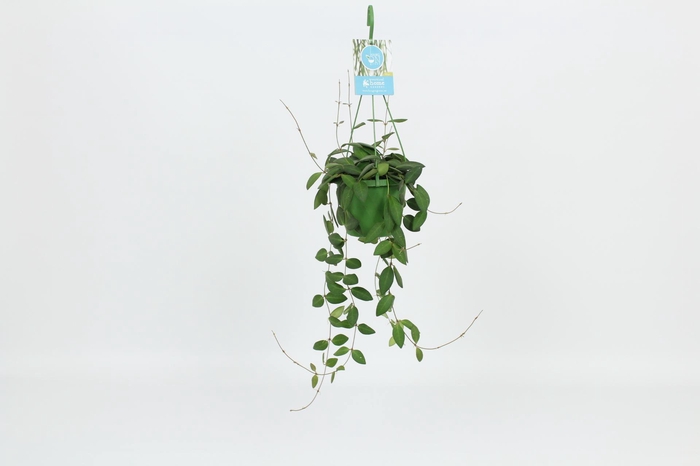 <h4>Hoya burtoniae</h4>