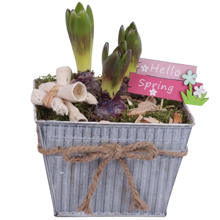 <h4>Bulbs Arr. Hyacint Zinc Pot Square with Rope Ø19cm 3PP</h4>