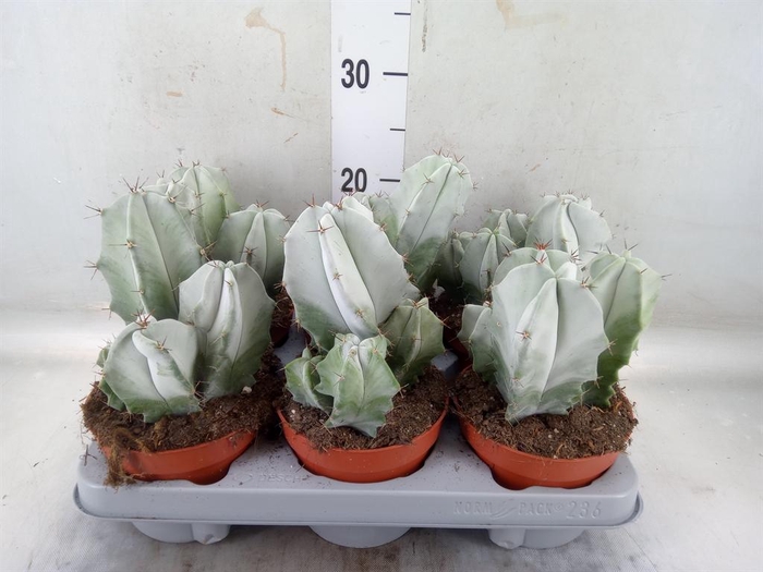 <h4>Cereus   ...</h4>