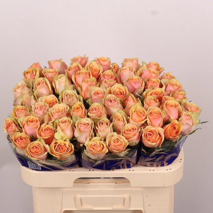 <h4>R GR DIVIDEND</h4>