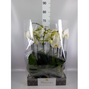 Phalaenopsis   ...white