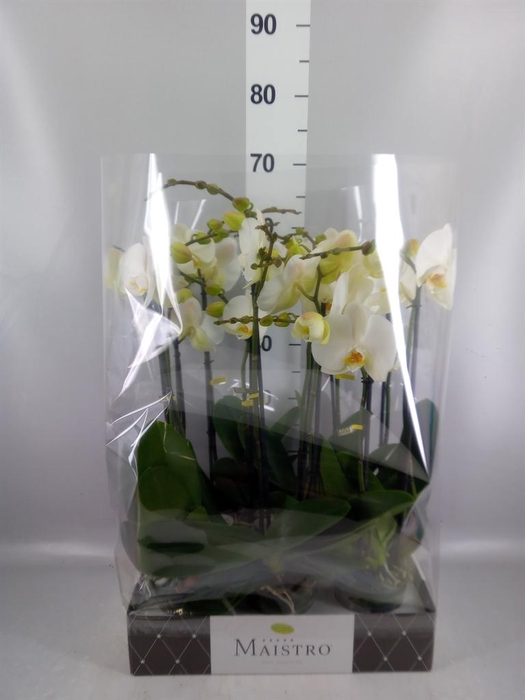<h4>Phalaenopsis   ...white</h4>