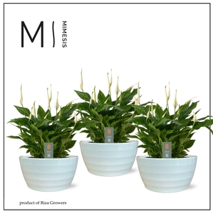 Spathiphyllum 17 cm 'Chopin' in Ribana schaal Mimesis