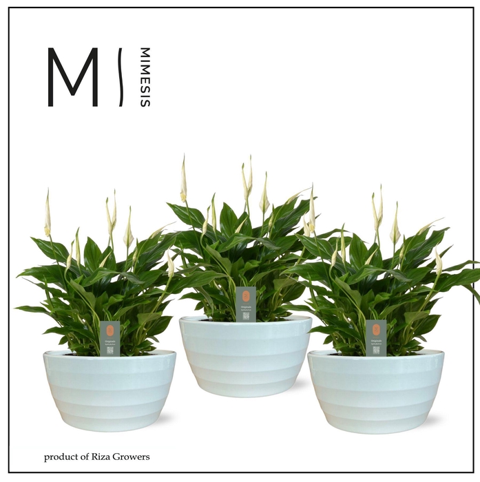 <h4>Spathiphyllum 17 cm 'Chopin' in Ribana schaal Mimesis</h4>