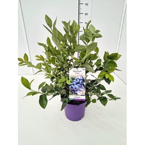 Vaccinium cor. 'Reka' 60-80C5