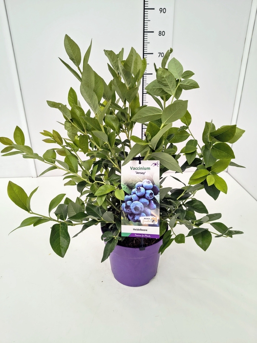 <h4>Vaccinium cor. 'Reka' 60-80C5</h4>