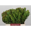 Leucadendron Goldstrike