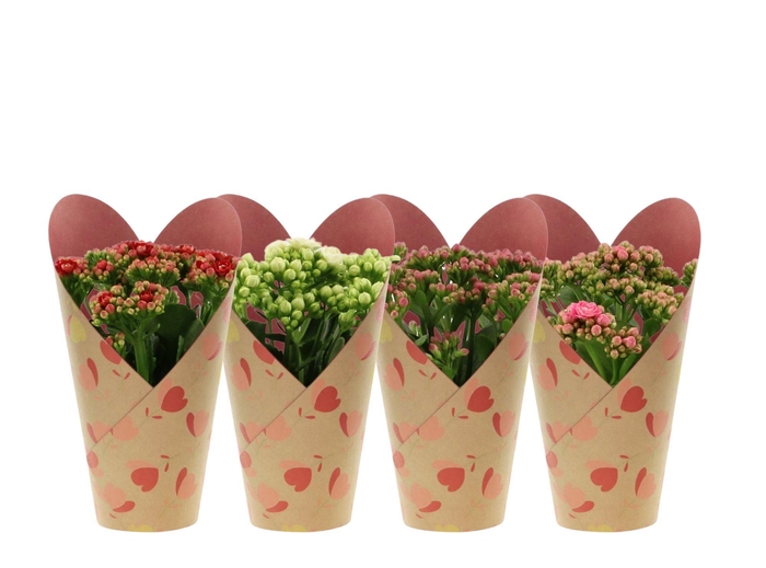 <h4>Kalanchoë 4 color mix in Daisylove potcover</h4>