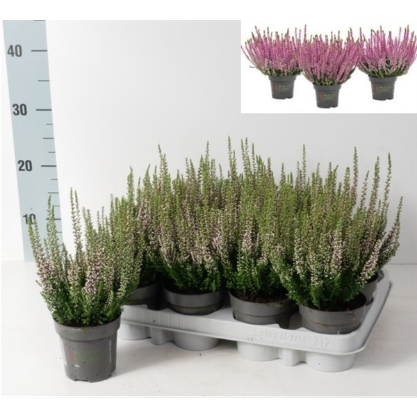 Calluna vulgaris Beauty Ladies P9,5 Roze