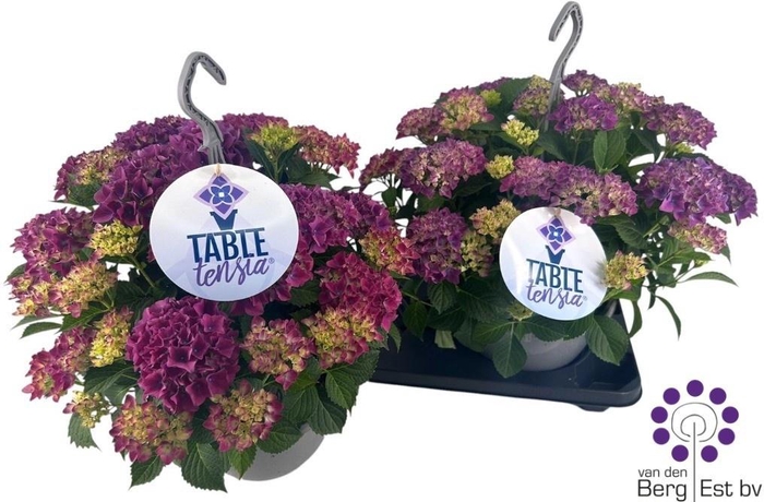 HYDR M TABLE-TENSIA