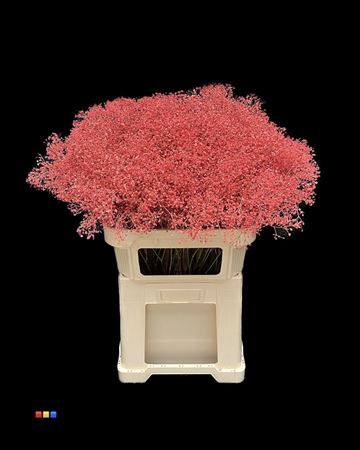 <h4>Gyps Million Star Coral</h4>