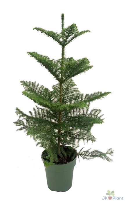 <h4>Araucaria heterophylla</h4>