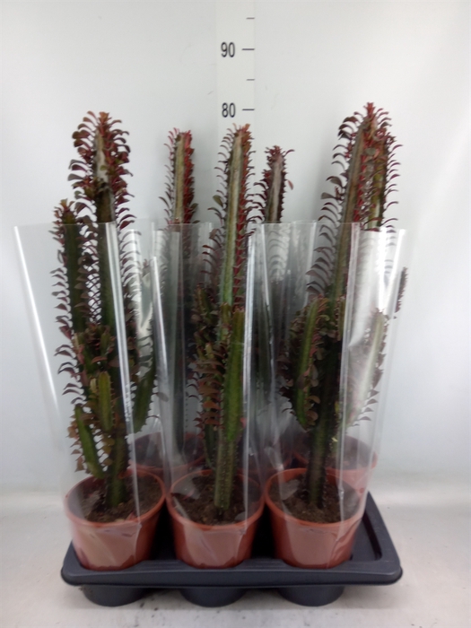 <h4>Euphorbia trigona 'Rubra'</h4>