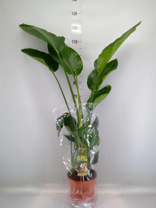 <h4>Strelitzia nicolai</h4>