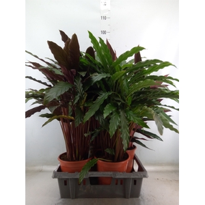 Calathea   ...mix