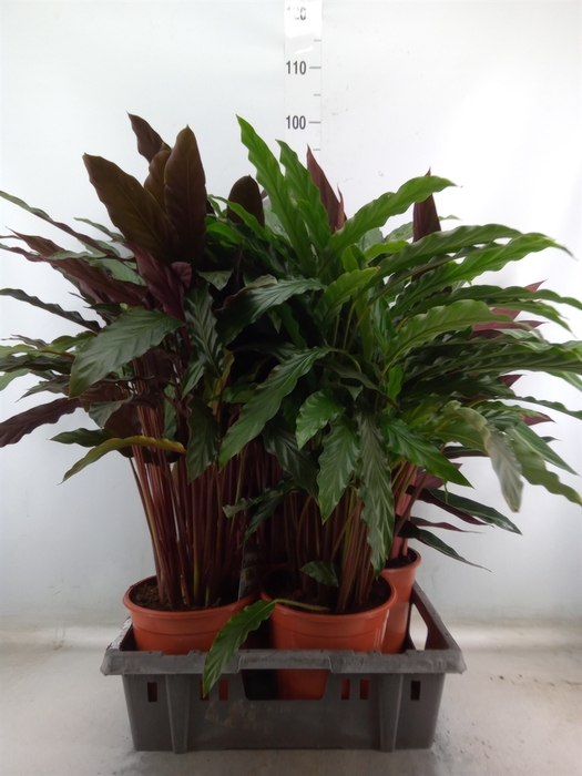 <h4>Calathea   ...mix</h4>