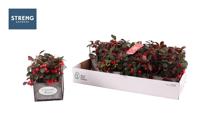 <h4>GAULTH PR BIG BERRY</h4>