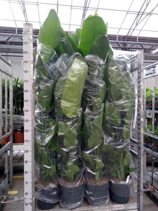 <h4>Strelitzia nicolai</h4>