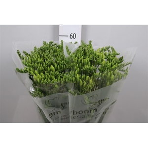 Fr En Wonderful White (x60!)