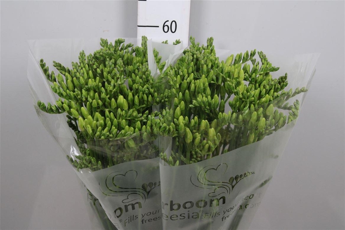 <h4>Fr En Wonderful White (x60)</h4>