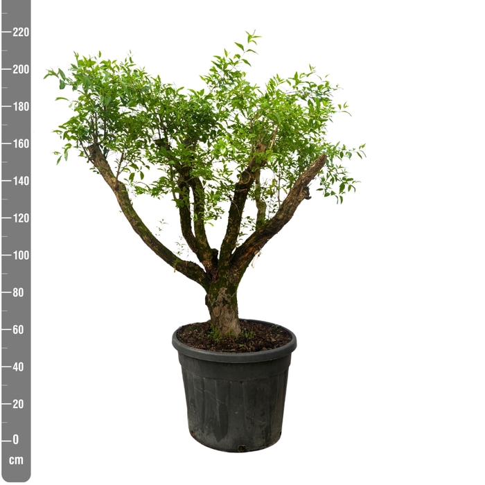 <h4>PUNICA GRANATUM</h4>